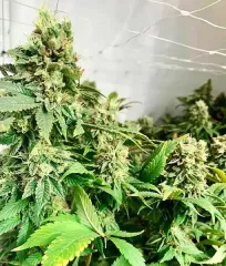 купить семена Descojack от Delicious Seeds