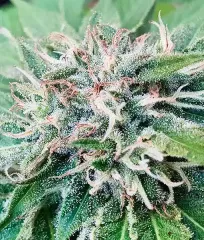 сорт Descojack от Delicious Seeds