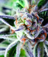 семена каннабиса Do-Si-Dos