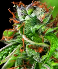 семена конопли Double OG Haze