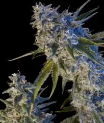 Купить семена конопли Early Kush Fem