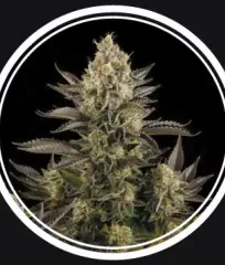 White Widow Fem феминизированные семена купить почтой