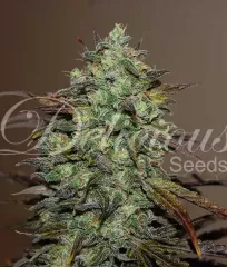 насіння Eleven Roses