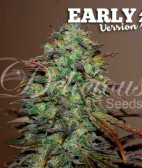 Eleven Roses Early Version от Delicious Seeds