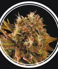 Sevilla Cheese Fem феминизированные семена купить почтой