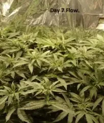 Цветение конопли Fruity Chronic Juice