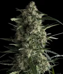 насіння Galaxy CBD