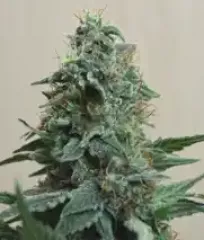 Купить семена Amnesia Haze Fem.