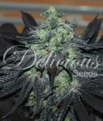 насіння сорту Golosa від Delicious Seeds