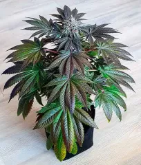 замовити насіння Golosa поштою