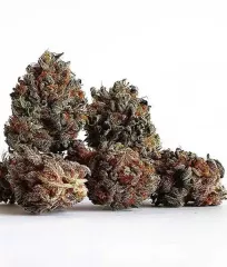 сорт канабіса Golosa від Delicious Seeds