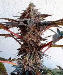 купити насіння сорту Golosa