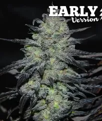 купити Golosa Early Version насіння