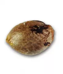 насіння марихуани Golosa