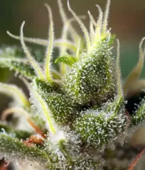 сорт Gorilla Girl F1 Fast Version