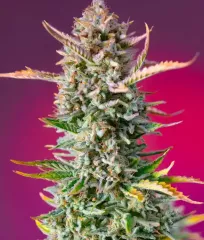 Gorilla Sherbet F1 Fast Version (Sweet Seeds)