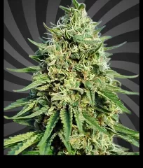 сорт коноплі Green Crack