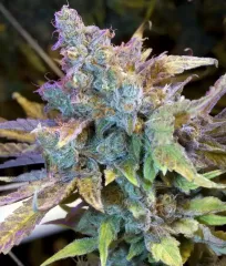 Купить семена Hash Plant Fem