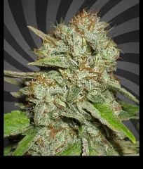 сорт Haze 47 Early Flowering