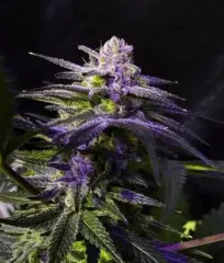 заказать семена Sugar Black Rose