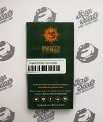 Критикал Куш семена конопли