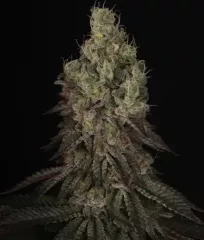 семена Mack & Crack Fem