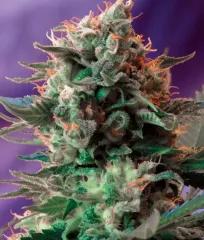 семена конопли Jack 47 F1 Fast Version