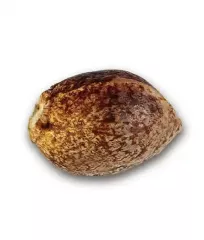 купить семена Jägg Kush