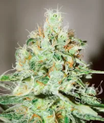 сорт Jägg Kush от Delicious Seeds