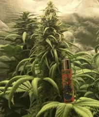 семена марихуаны Jägg Kush