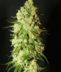 Конопля сорта Cannatonic Fem