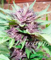 сорт Auto Dark Purple от Delicious Seeds