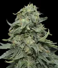 Сорт Kabul Express