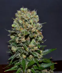 Сорт Kalashnikov Express