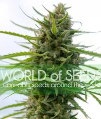 купить коноплю Kilimanjaro