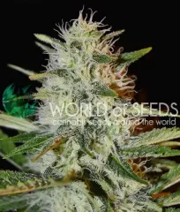 семена сорта Kilimanjaro