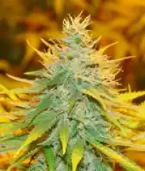 Конопля Critical Haze Fem