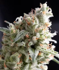 насіння Kukulkán