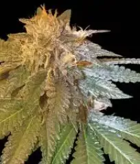 LA Confidental Fem феминизированные семена купить почтой