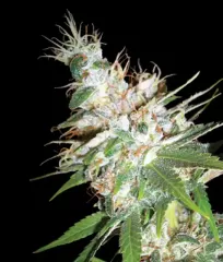 LA Woman Fem соцветия купить семена