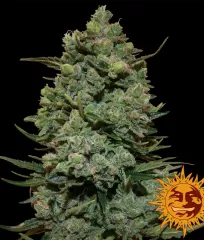 семена конопли Cookies Kush