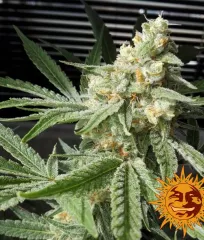 семена Pineapple Chunk