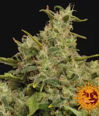 сорт Sweet Tooth #1