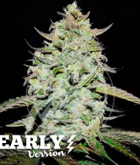 сорт конопли LEMON GAZZY EARLY VERSION