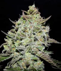 купить срт конопли LEMON GAZZY