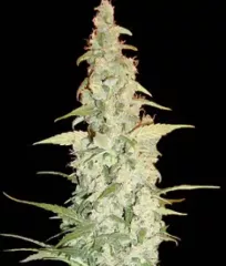 Сорт конопли Cole Train Fem