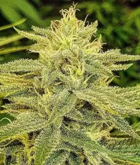 купити насіння Lord Kush Delicious Seeds