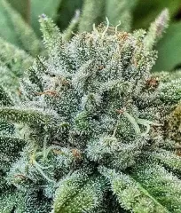 купити сорт Lord Kush