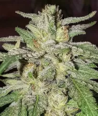 купити насіння Lord Kush