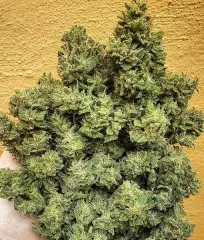 насіння Lord Kush Strain